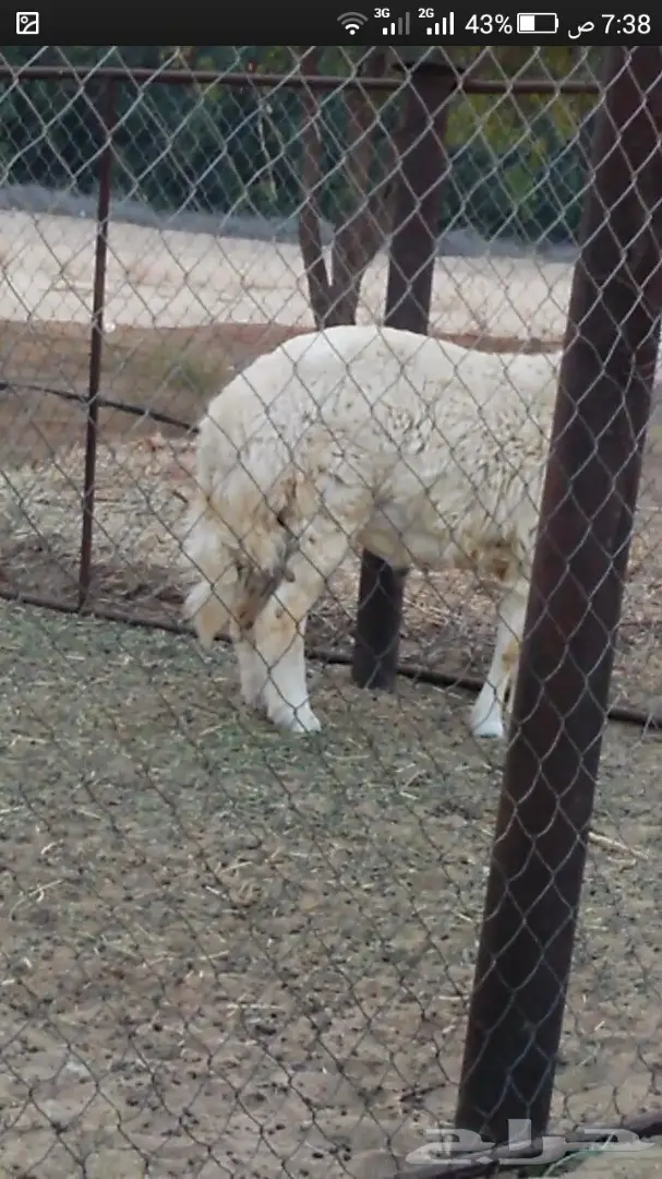 طلي حري مشروع فحل (image 1)