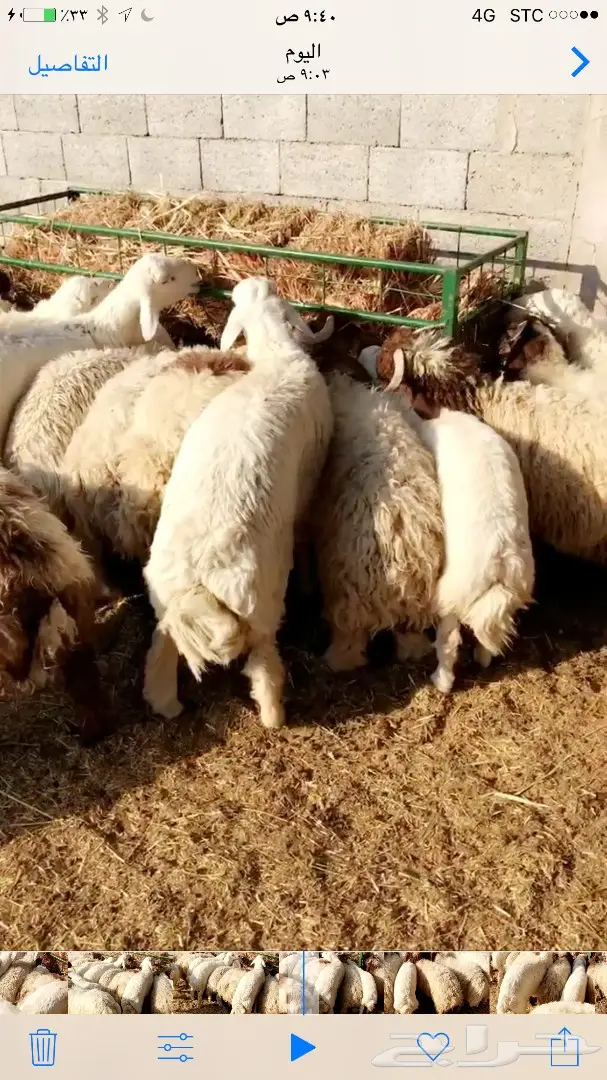 ذبايح طليان راهية جدا جدا 