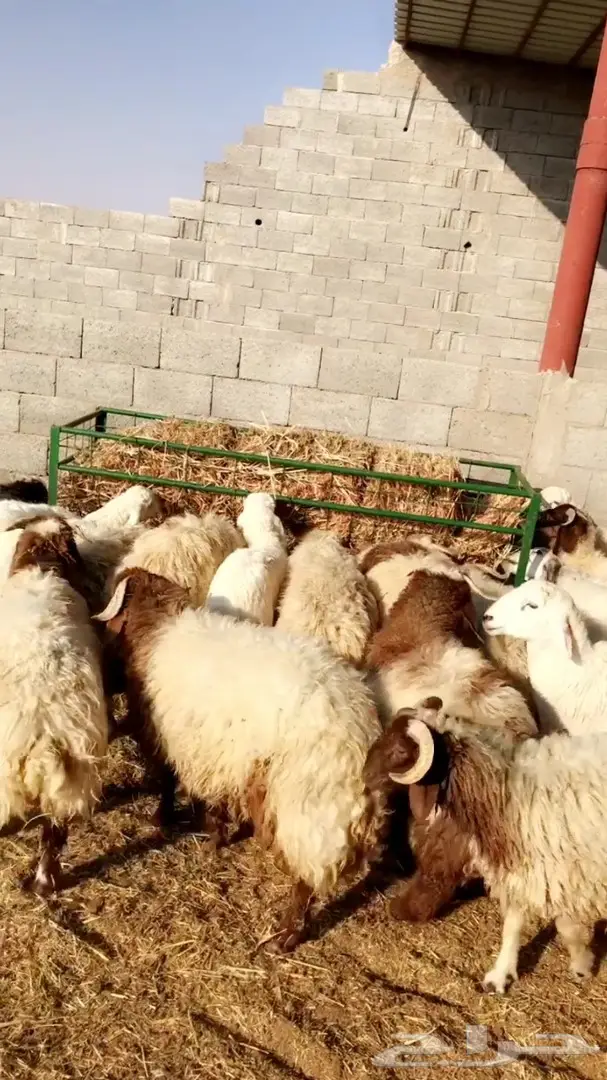 ذبايح طليان راهية جدا جدا  (image 1)