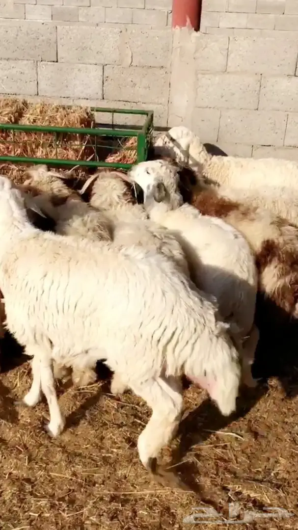 ذبايح طليان راهية جدا جدا  (image 2)