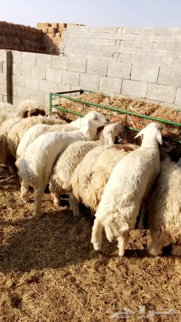 ذبايح طليان راهية جدا جدا  (image 3)