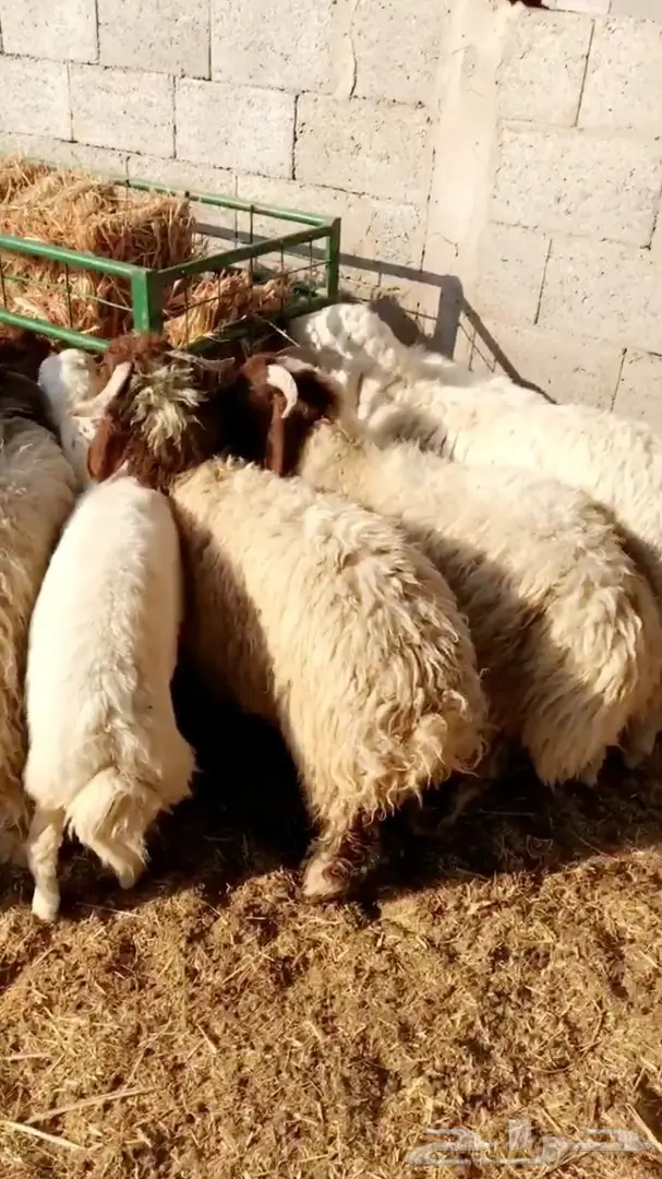 ذبايح طليان راهية جدا جدا  (image 4)