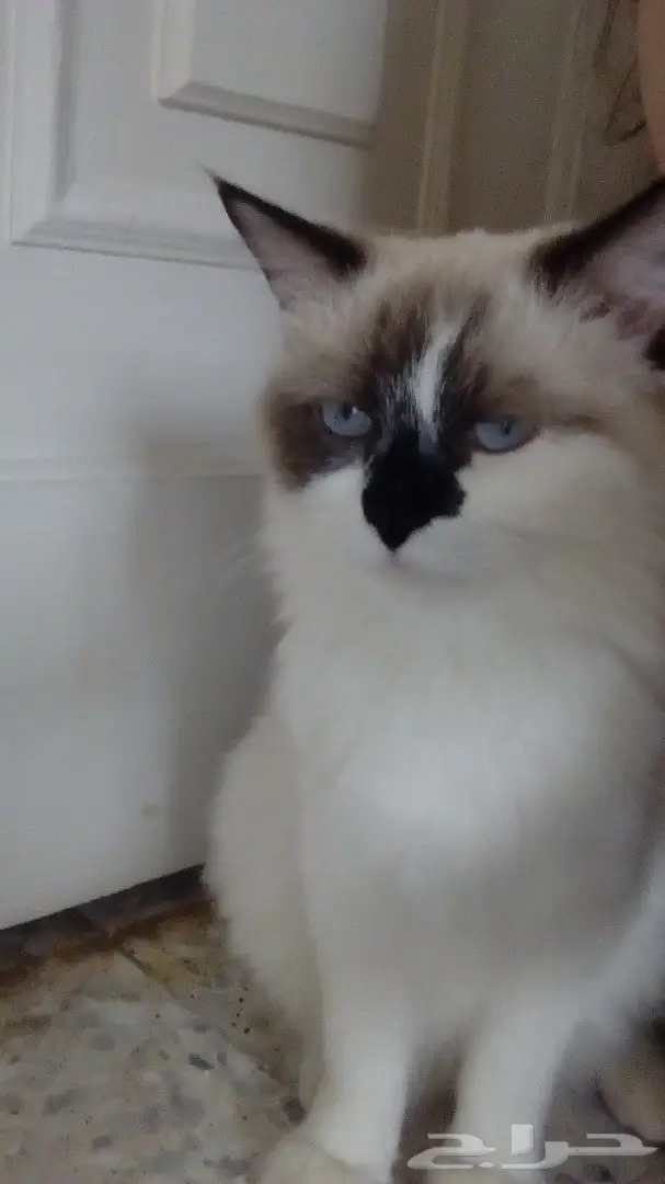 قطة انثى راغدول  (image 2)