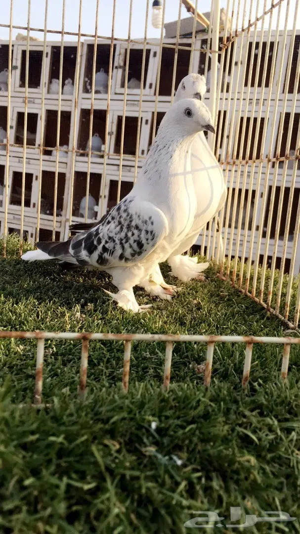 (( جوز تركي (( ثلجي كرست))