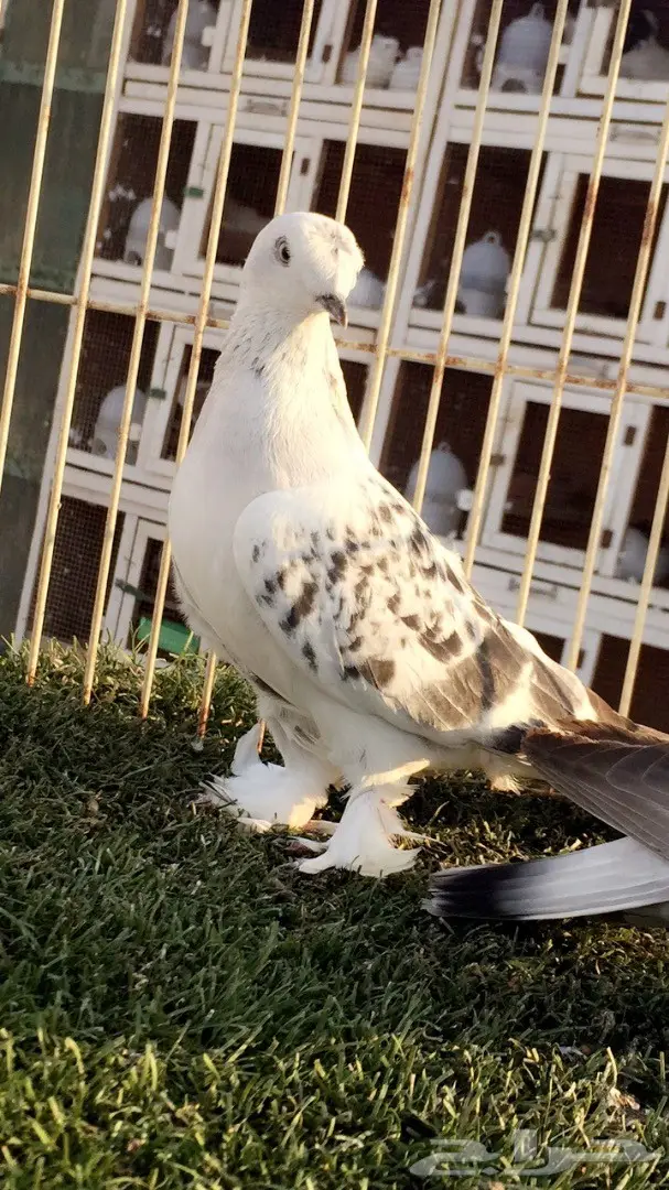 (( جوز تركي (( ثلجي كرست)) (image 1)