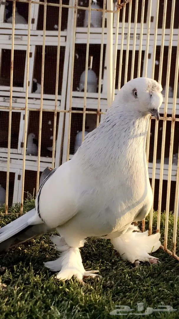 (( جوز تركي (( ثلجي كرست)) (image 2)