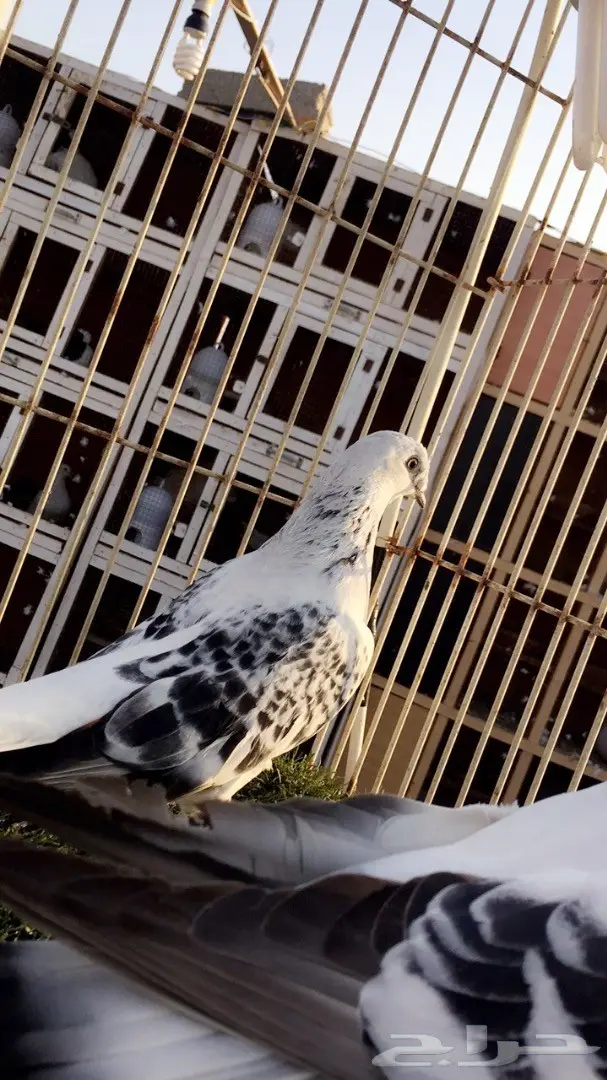 (( جوز تركي (( ثلجي كرست)) (image 3)