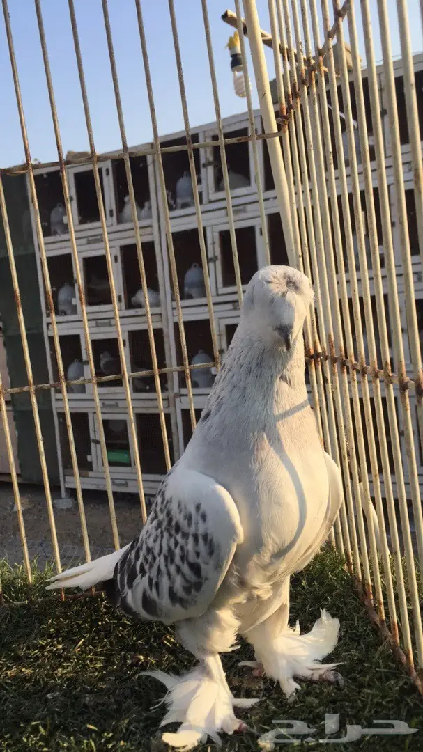 (( جوز تركي (( ثلجي كرست)) (image 4)