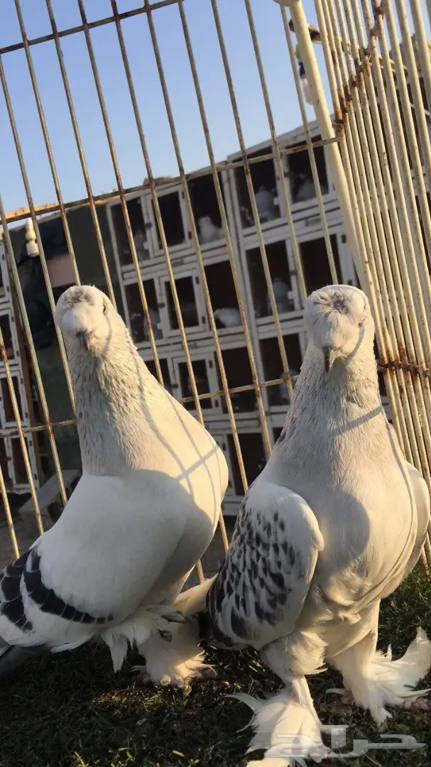 (( جوز تركي (( ثلجي كرست)) (image 5)