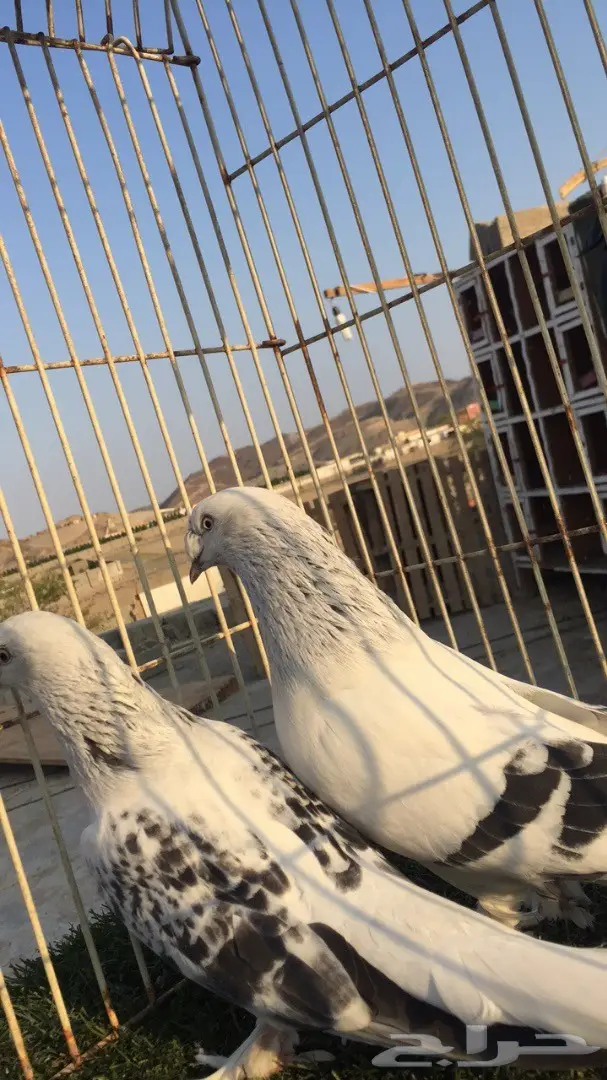 (( جوز تركي (( ثلجي كرست)) (image 6)