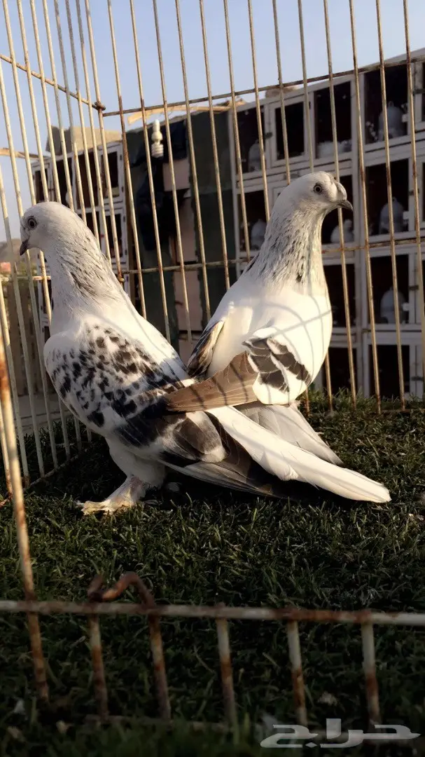 (( جوز تركي (( ثلجي كرست)) (image 7)