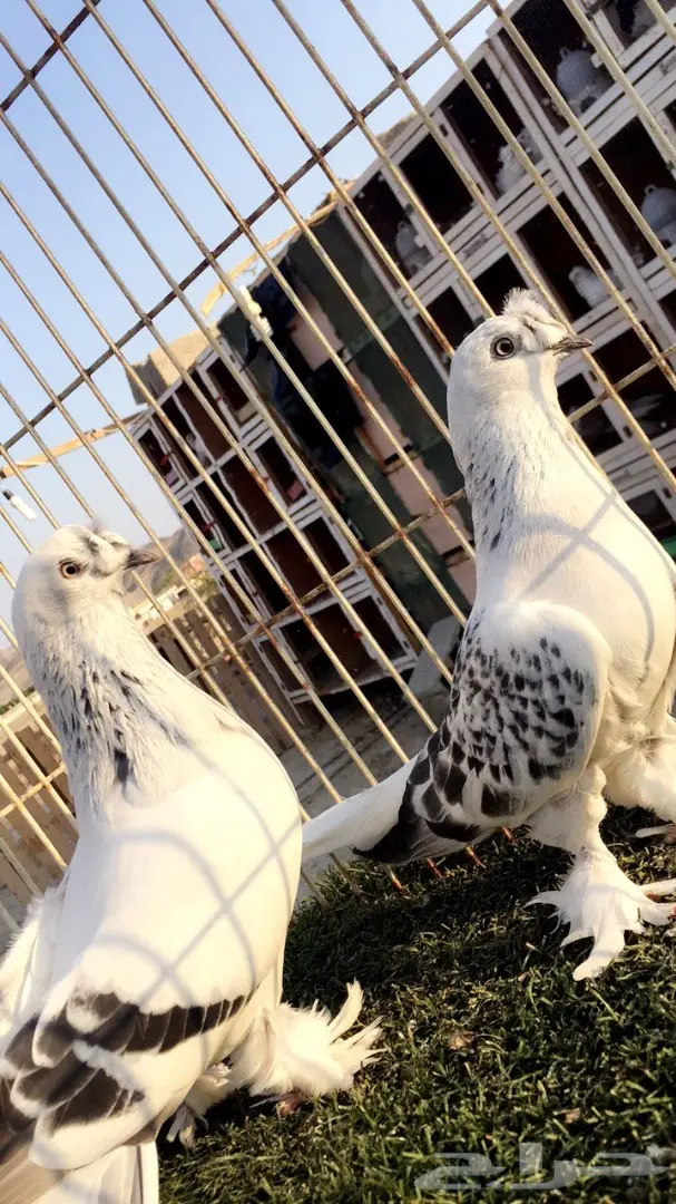 (( جوز تركي (( ثلجي كرست)) (image 8)