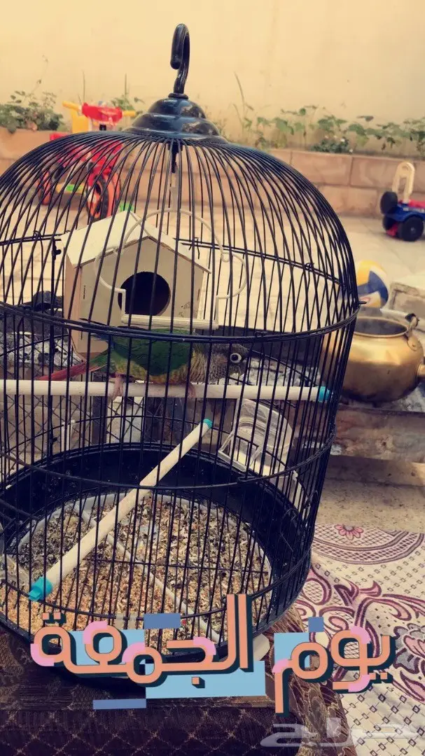 طير كنيور - فرصة لا تُفوّت!