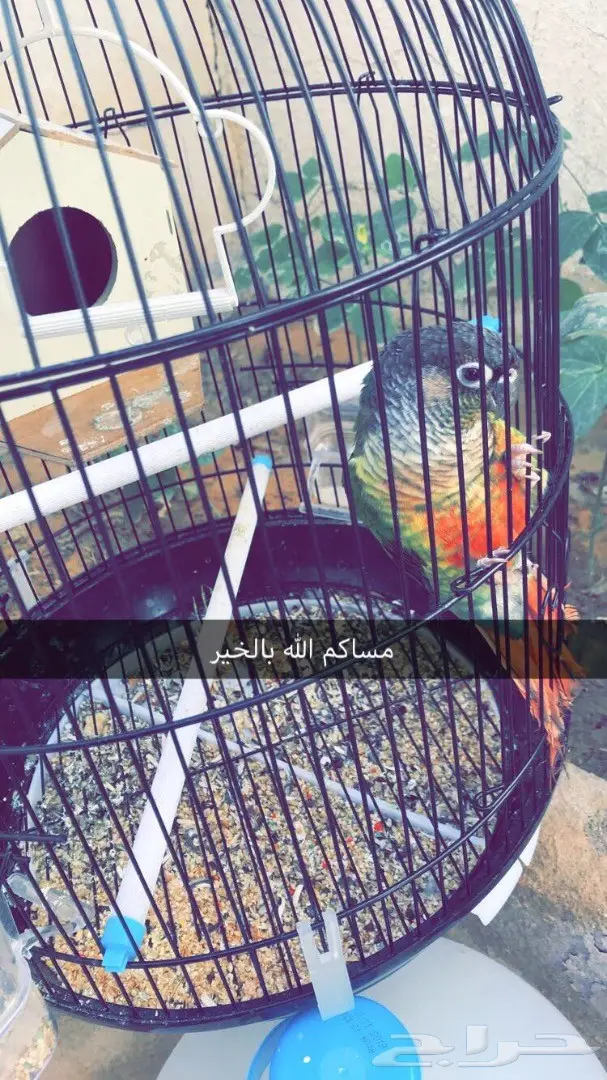 طير كنيور - فرصة لا تُفوّت! (image 1)