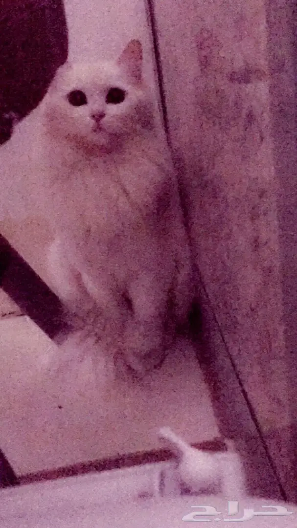 الرس القصيم