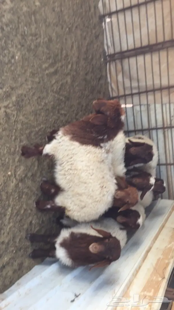 غنم نعيم العدد 25راس