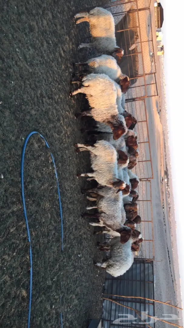 غنم نعيم العدد 25راس (image 2)