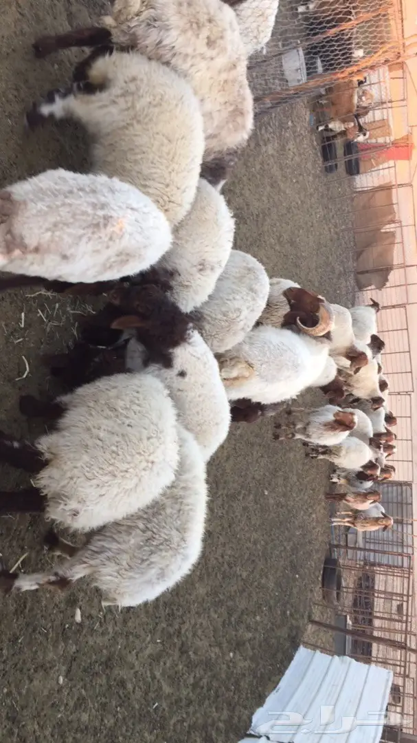 غنم نعيم العدد 25راس (image 6)