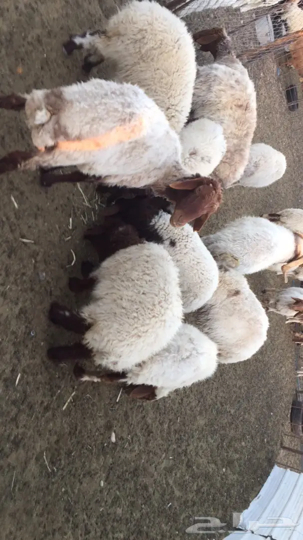 غنم نعيم العدد 25راس (image 7)