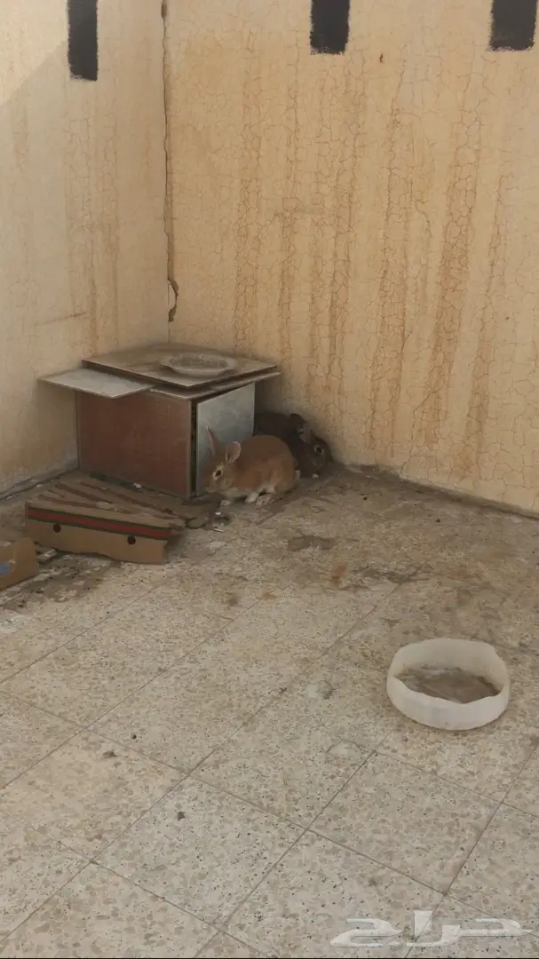 ارانب وبران بلدي  (image 5)