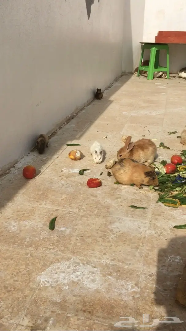 ارانب وبران بلدي  (image 6)