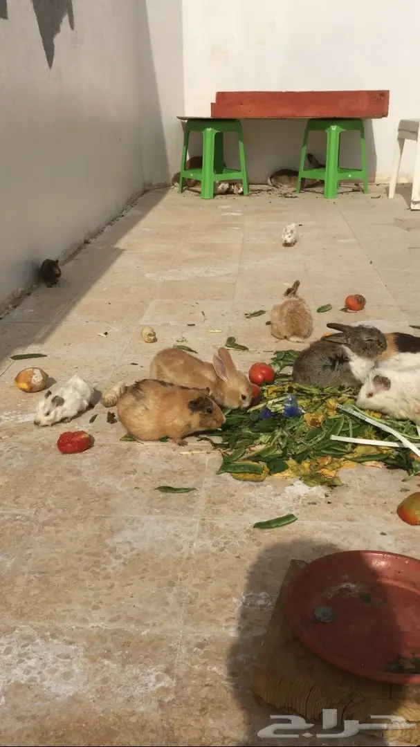 ارانب وبران بلدي  (image 7)