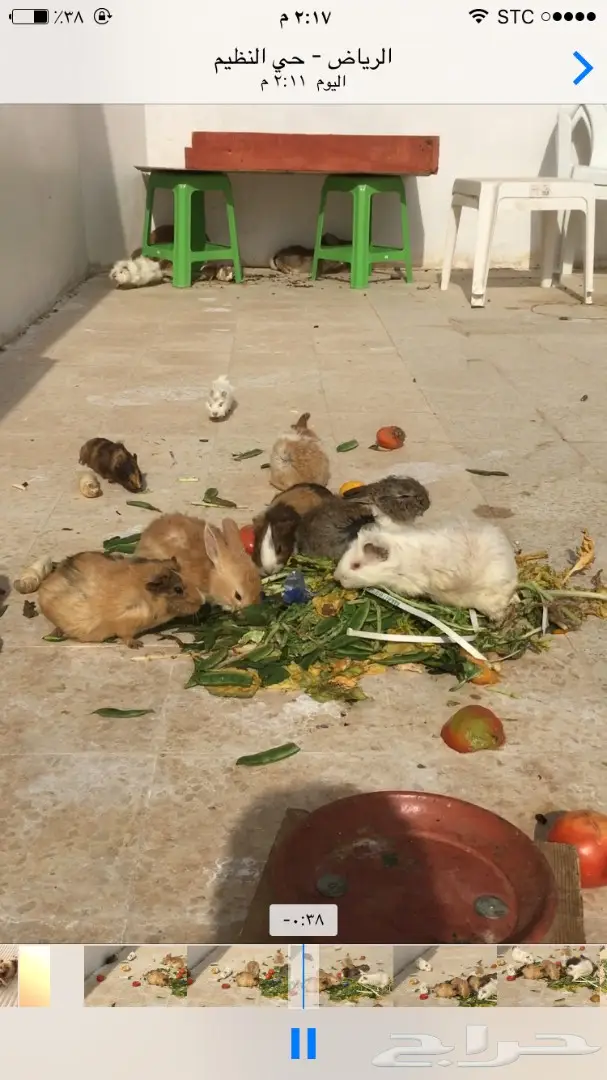 ارانب وبران بلدي  (image 8)