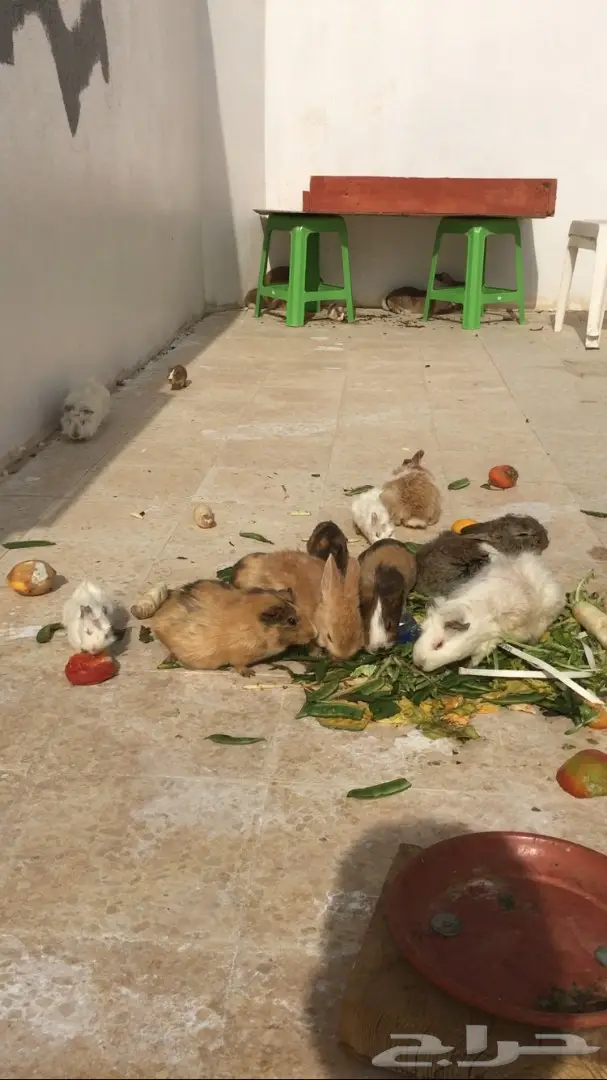 ارانب وبران بلدي  (image 9)