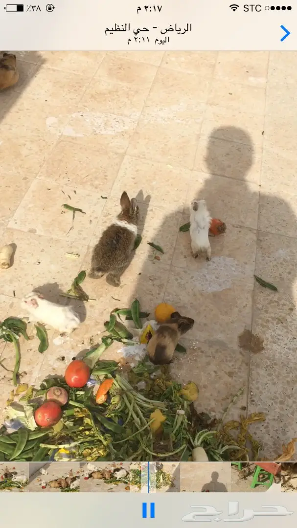 ارانب وبران بلدي  (image 10)