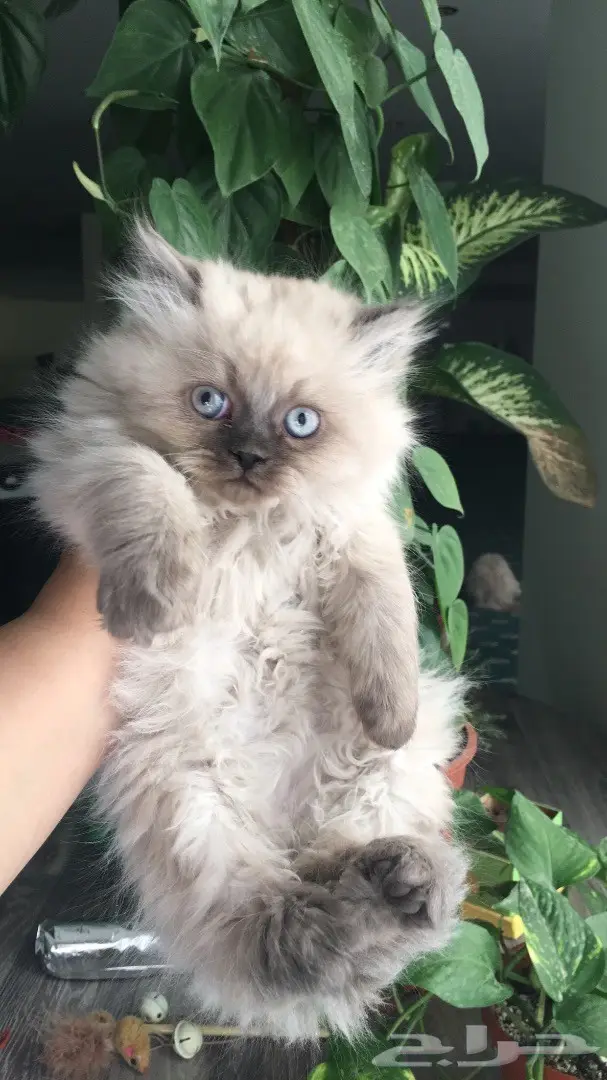 أجمل كيتن همالايا للبيع ب 800 ريال