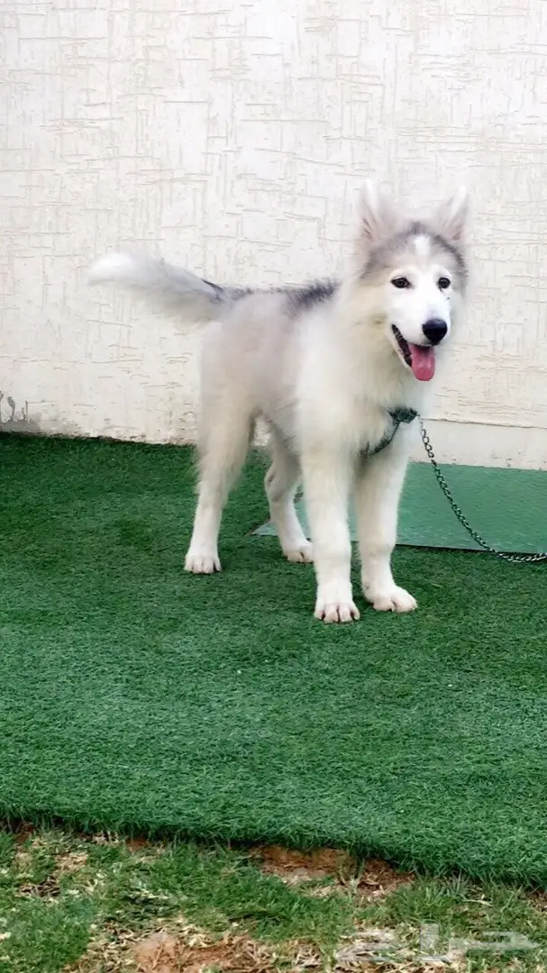 كلب هاسكي للبيع 