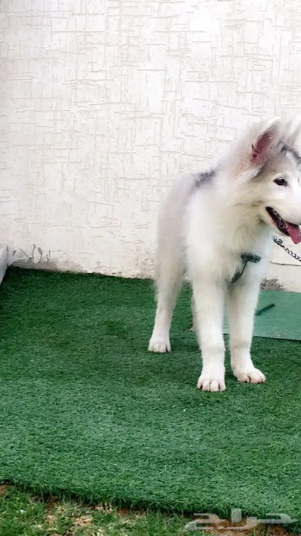 كلب هاسكي للبيع  (image 1)