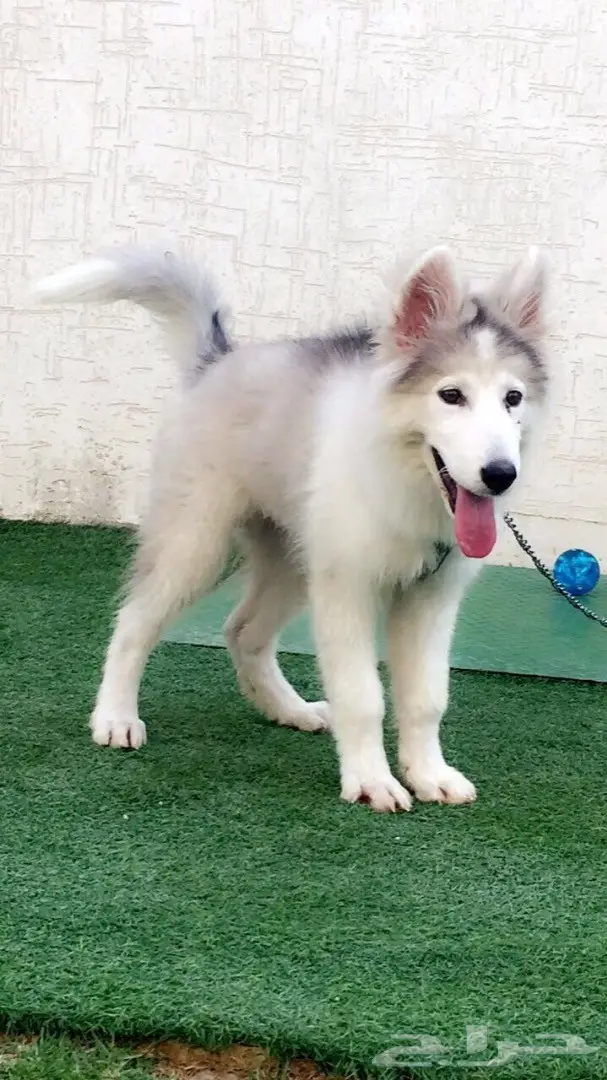 كلب هاسكي للبيع  (image 2)