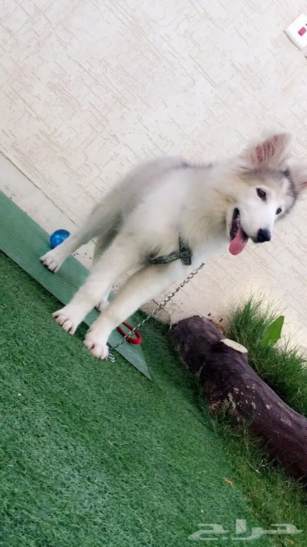 كلب هاسكي للبيع  (image 3)