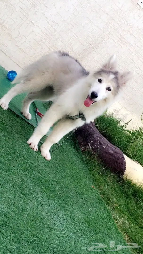 كلب هاسكي للبيع  (image 4)