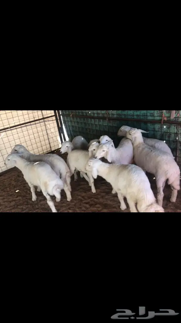 بهم حري للبيع