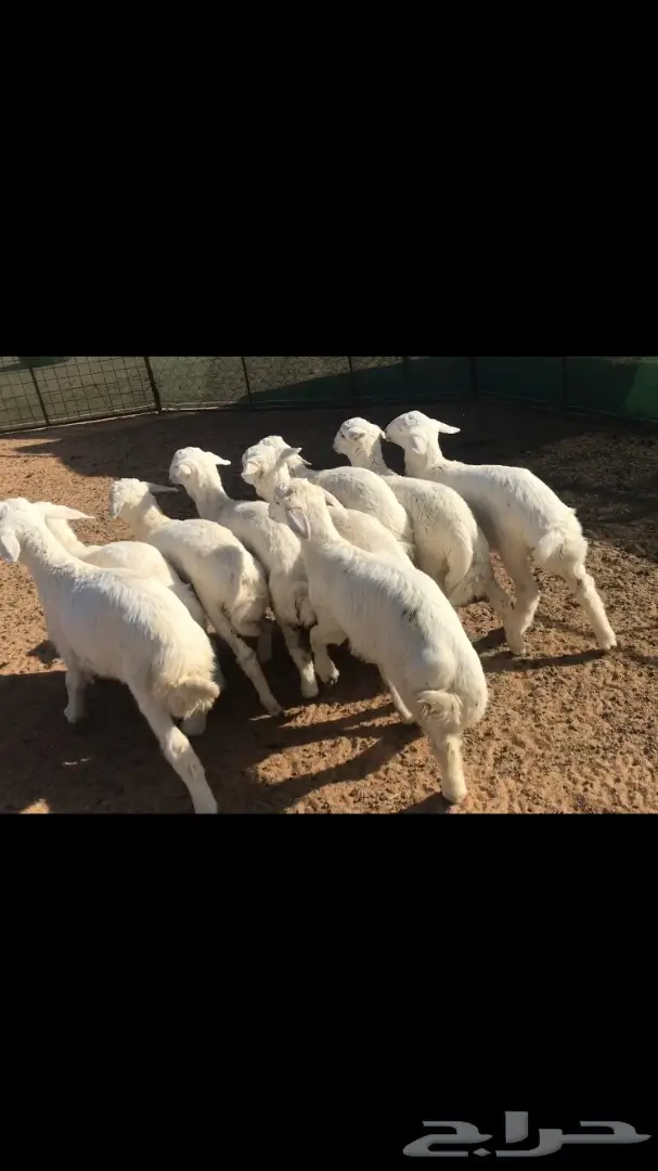 خرفان للبيع - حالة ممتازة - الرس (image 1)