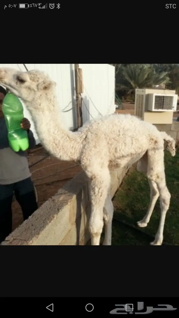 حوار ضيار للبيع قعود