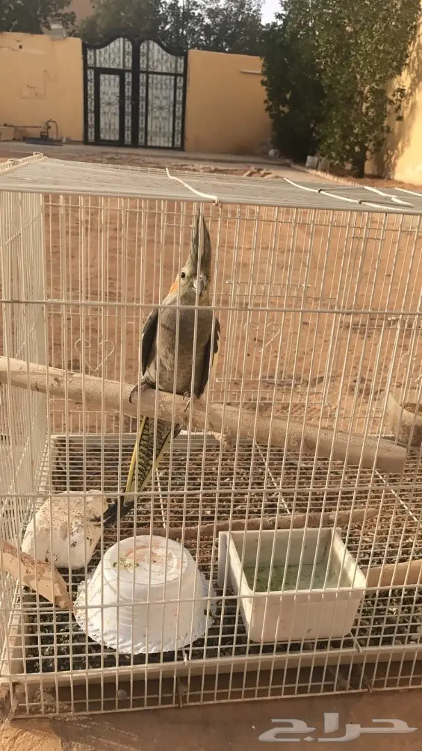 ببغاء كوكتيل صحة منتازه 