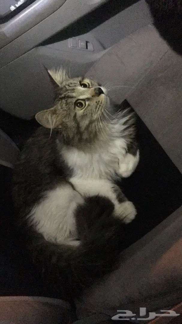 قطه فارسي  (image 1)