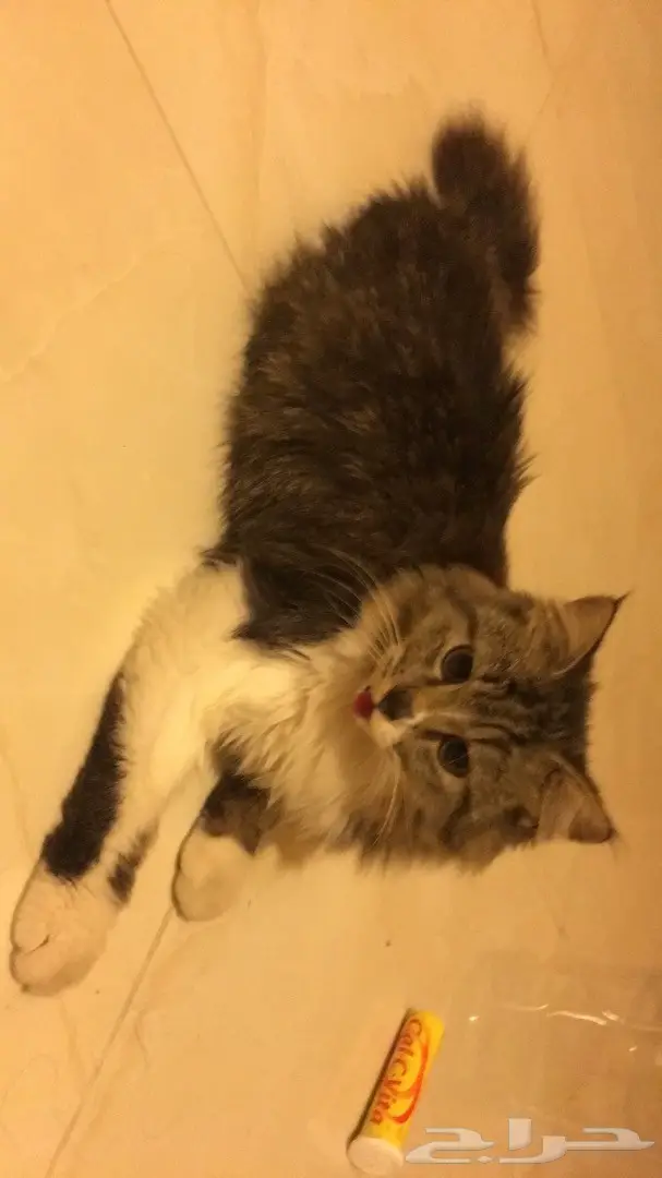 قطه فارسي  (image 2)