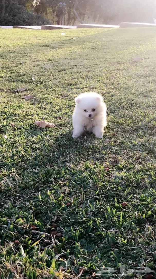 كلب بومرينيان  (image 1)