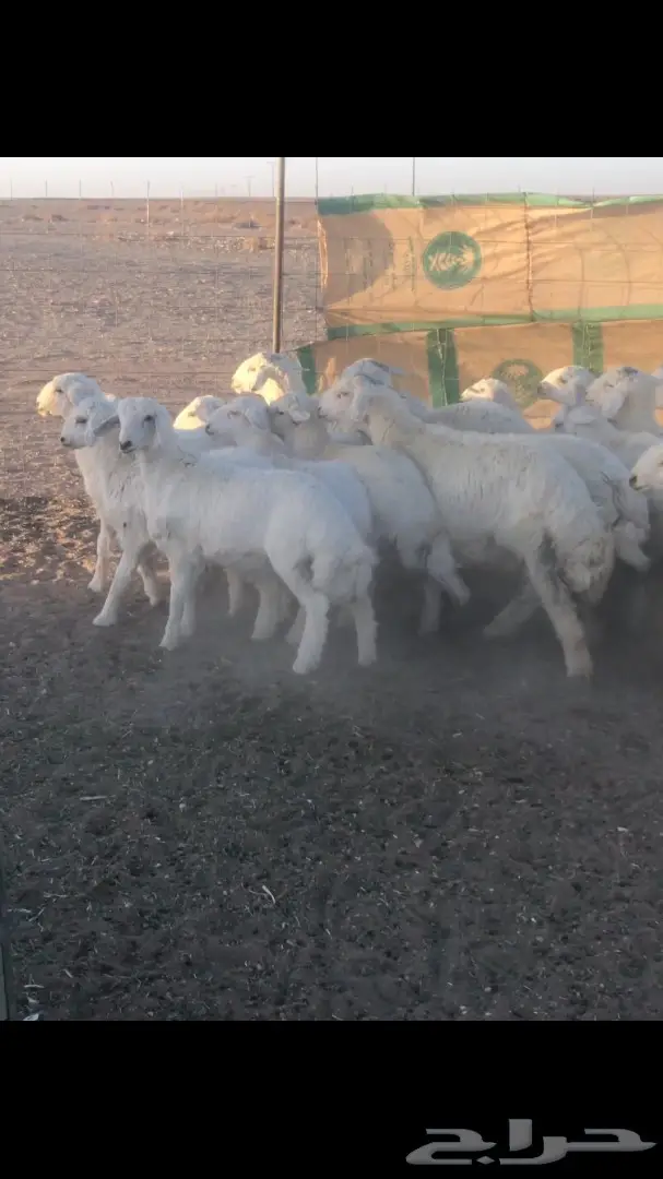 قطة صغيرة لطيفة - فرصة لا تُفوّت! (image 1)