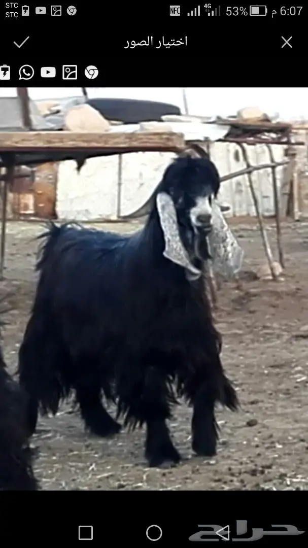 تيس عارضي طيب  (image 2)