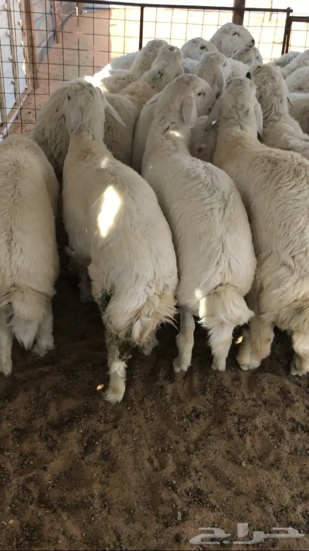 طليان حريات جذعان 