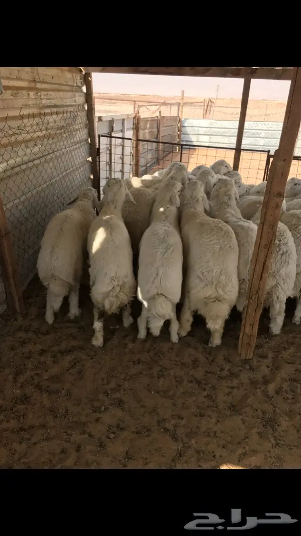 طليان حريات جذعان  (image 1)