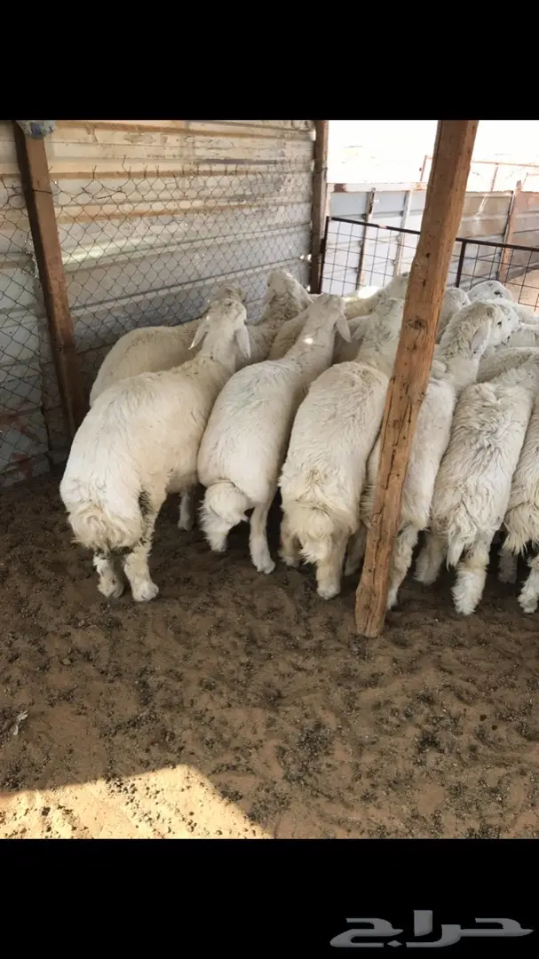 طليان حريات جذعان  (image 2)