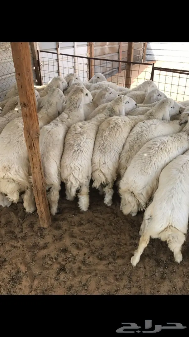 طليان حريات جذعان  (image 3)