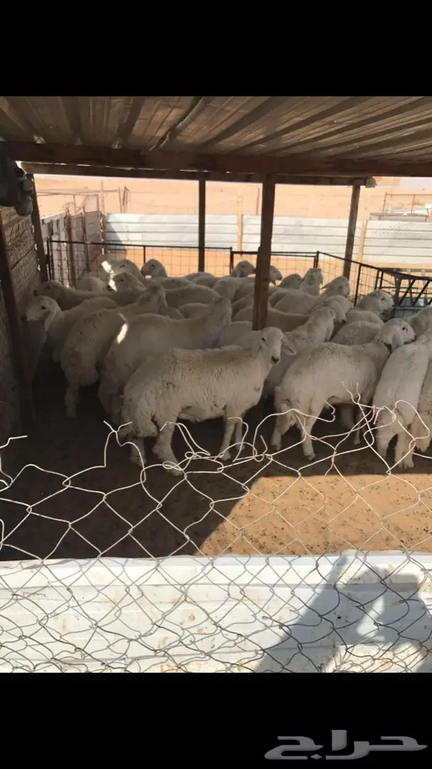 طليان حريات جذعان  (image 4)