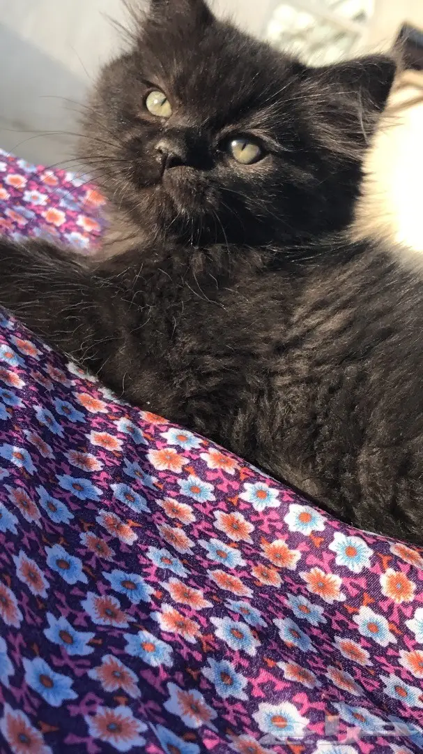 قطة مميزة للبيع - فرصة لا تُفوّت!